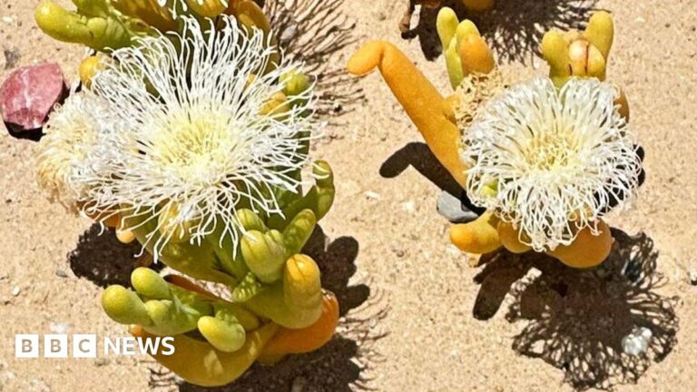 South Africa’s succulent plants are threatened by poachers in the Karoo