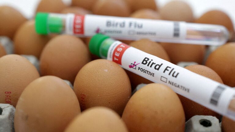 US egg production drops as prices continue to rise along with bird flu cases