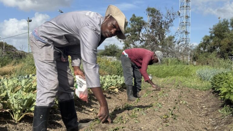 Cape Flats farmers are fighting to protect South Africa’s breadbasket in the eyes of developers