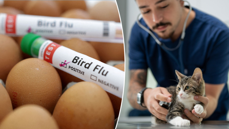 Nationwide cat food recall issued after bird flu death