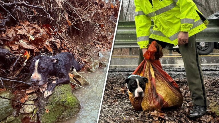 Tennessee agencies team up to rescue injured dog from creek: video