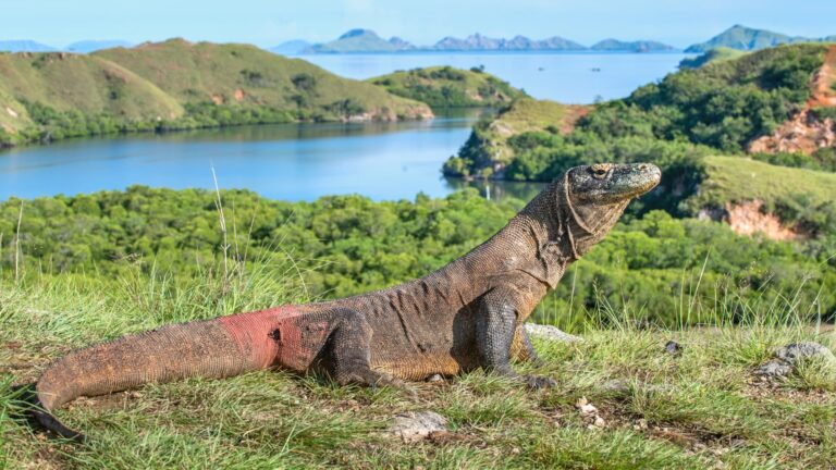 How to get to Komodo Island? Jetstar Asia will fly from Singapore