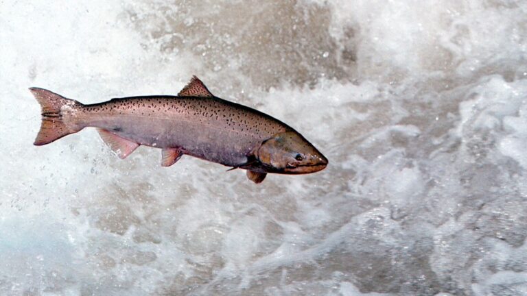 Hydroelectric dams in Oregon are killing salmon. Congress says it’s time to consider shutting them down.