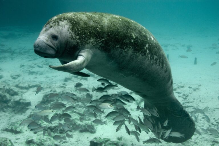 Tired of the Florida cold, the manatees show up at the power plant