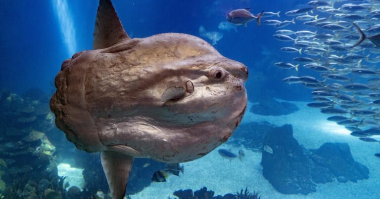 A sunfish aquarium in Japan got sick when it was closed. Human incisions helped her recover.