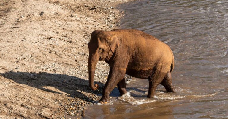 A tourist was killed by a ‘panicked’ elephant after bathing the animal at a Thai sanctuary