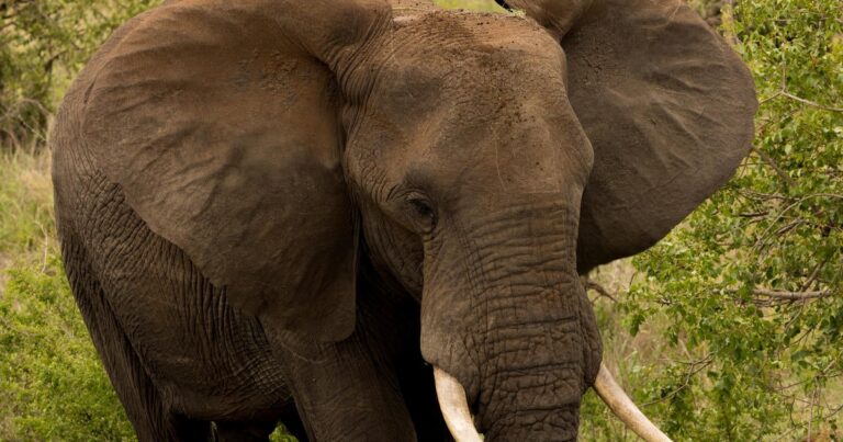 An elephant trampled and killed a tourist in the famous Kruger park of South Africa