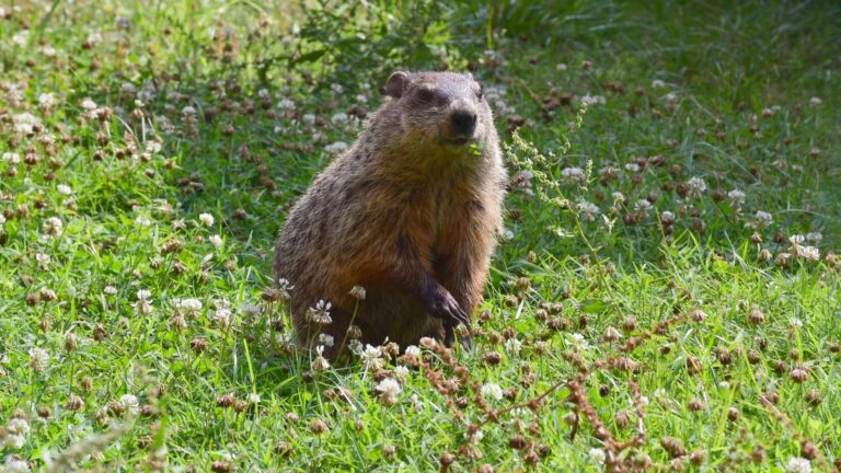 How accurate is Earth’s day? Experts evaluate Woodcucks