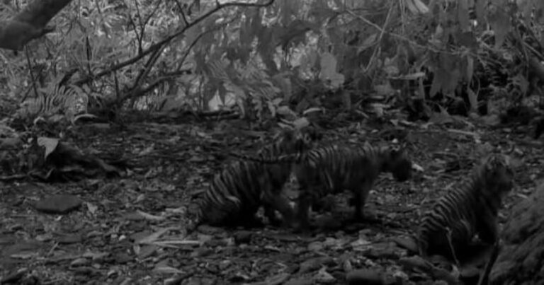 For the first time in the Thai National Park, 3 endangered tiger chicks were caught in the cell