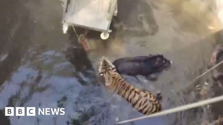 Rescued in Tiger and Boar Home in India