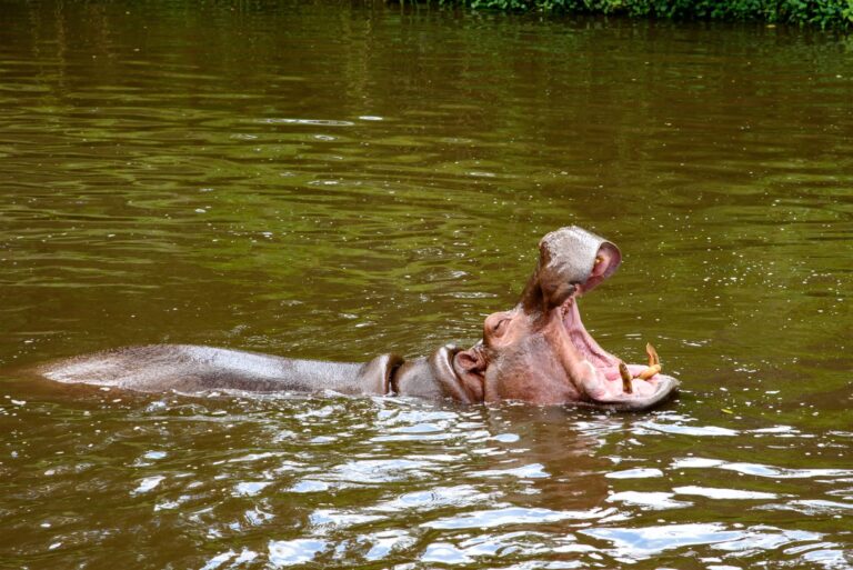 Sues after a wife deadly attacked the hippopotamus