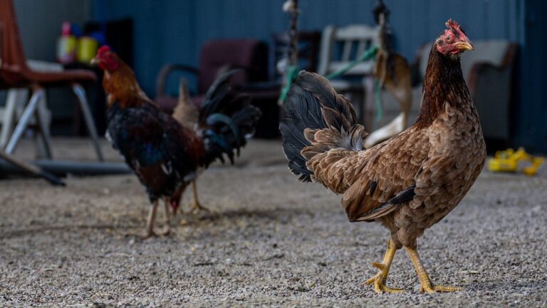 Is a bird flu vaccine for chickens coming soon?