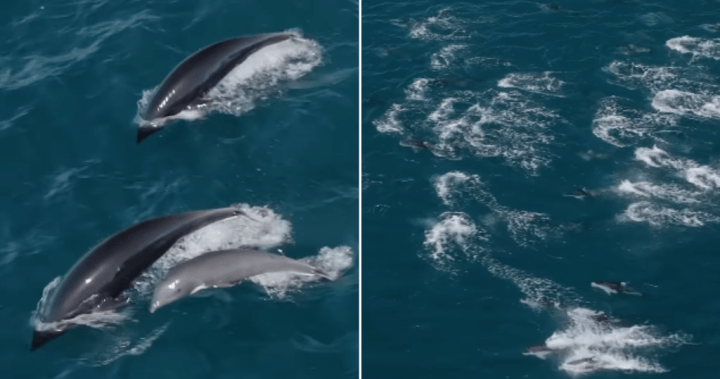 Drone Video, California Coast – National Offing Takes Thousands Dolphins