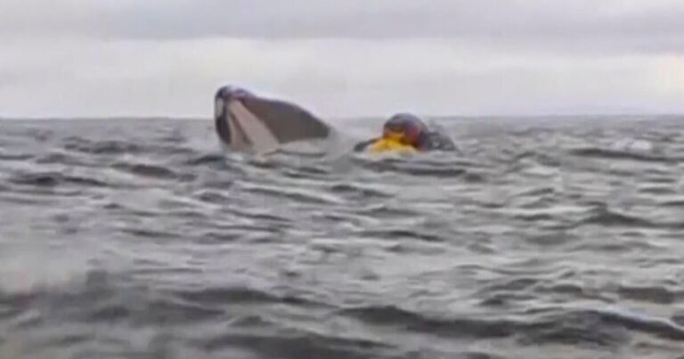 The whale burns the Kayaker and exhausted it and all was caught on the video: “I thought I was dead”