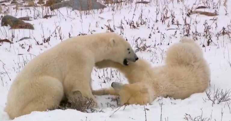 Local residents warm dot until the polar bear