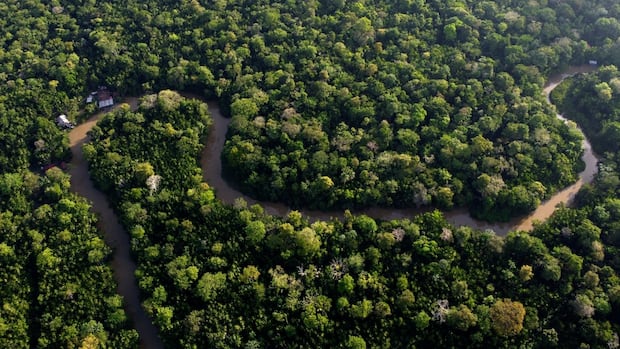 Countries sign a $ 200 billion contract to protect nature. The United States did not participate