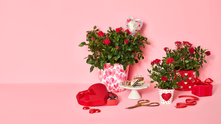 10 Unique Valentine’s Day gifts of 1-800-pots for all you love