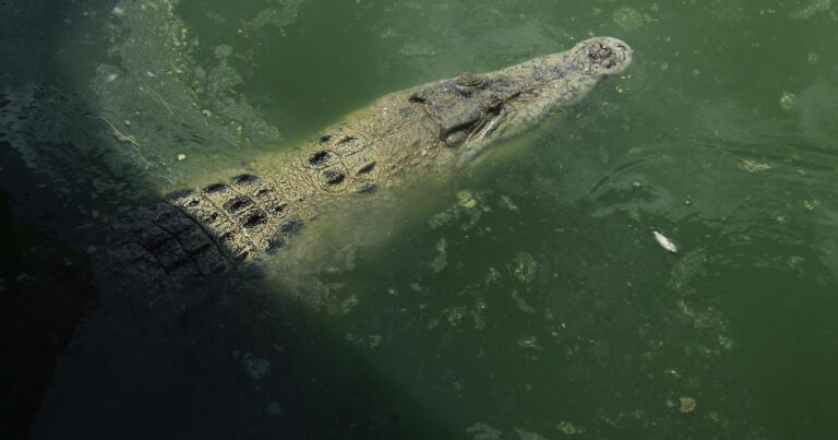 The boy was fired after the second crocodile attack in Borneo Island in Borneo in Indonesia