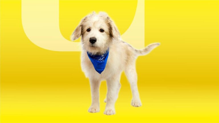 PUPPY BOWL 2025: Starting Time, How To Submit Sweet Dog Competition