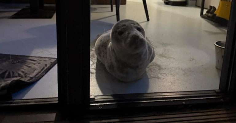 The guest finds a seal sleep in the hotel room in the Netherlands