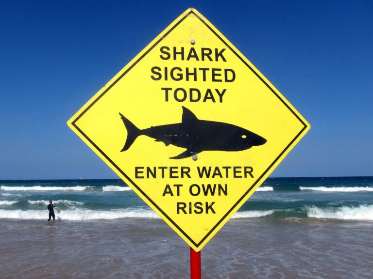 Police, Surfer’s Western Australia ‘Get by Shark Peace’ Says Wild Nature News