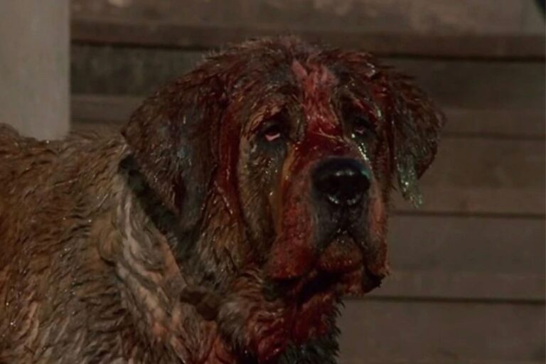 Stephen King’s Cujo gets an unexpected but exciting director