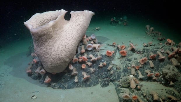 Scientists thought that the Antarctica Sea would be barren. But it’s full of life