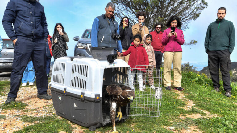 Rescued Golden Eagle is re-flight after rescue in Tunisia