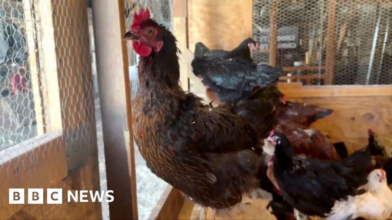 Rising egg prices in the United States Chicken Rent Trend