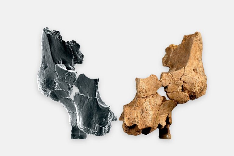 1.4 million skull fragments associated with mystery human ancestor