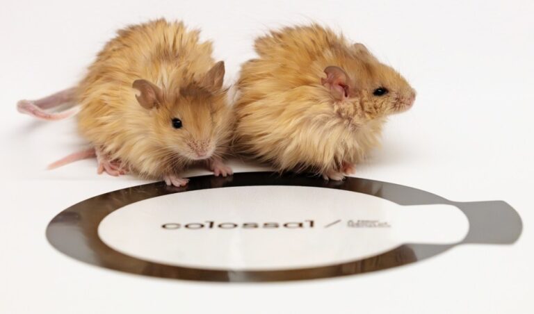 Colossal biological sciences genetic engineers mouse with a warm coat taken from the genes of a wool mammoth