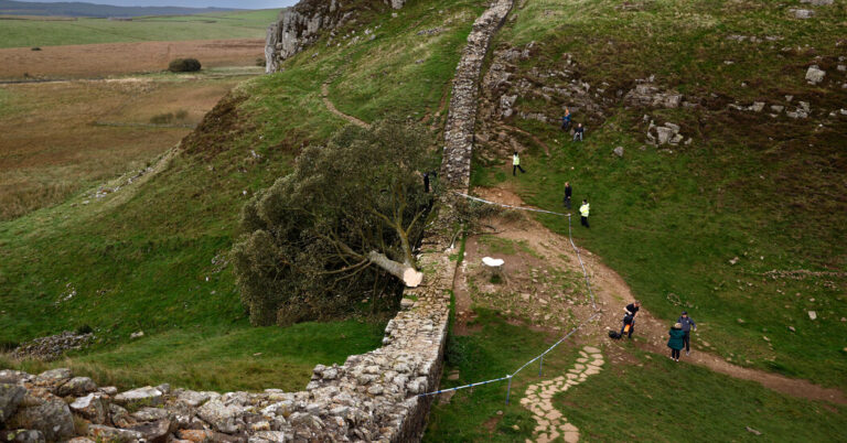 Sycamore gap tree cut ‘intentionally and foolish’ says the prosecutor