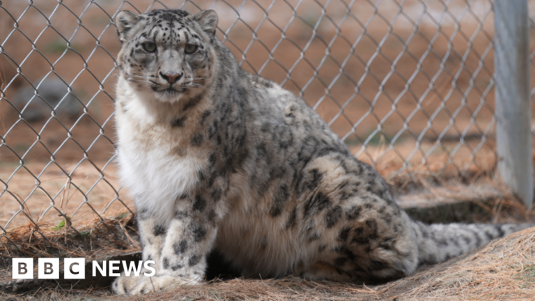Can AI text signals help save snow leopards from disappearing?
