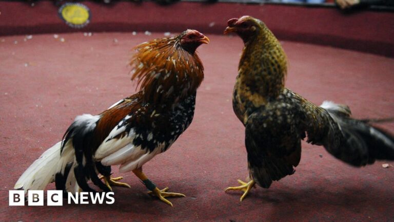Arrests after 12 strokes in Ecuador Cockfight