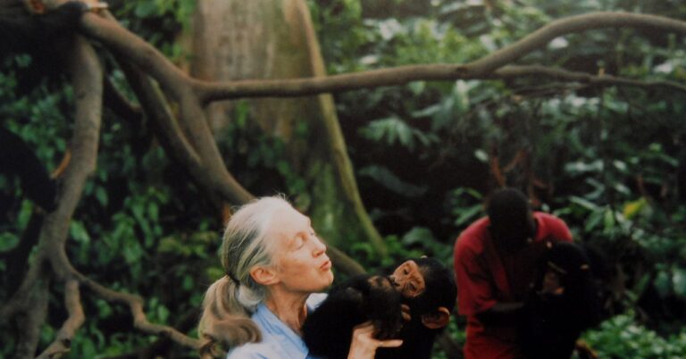11 best documentaries for nature at Netflix, Hulu and others (2025)