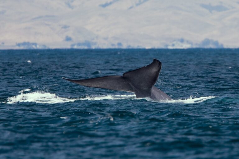 The world’s “loser whale” can be a sterile hybrid – and a terrible warning