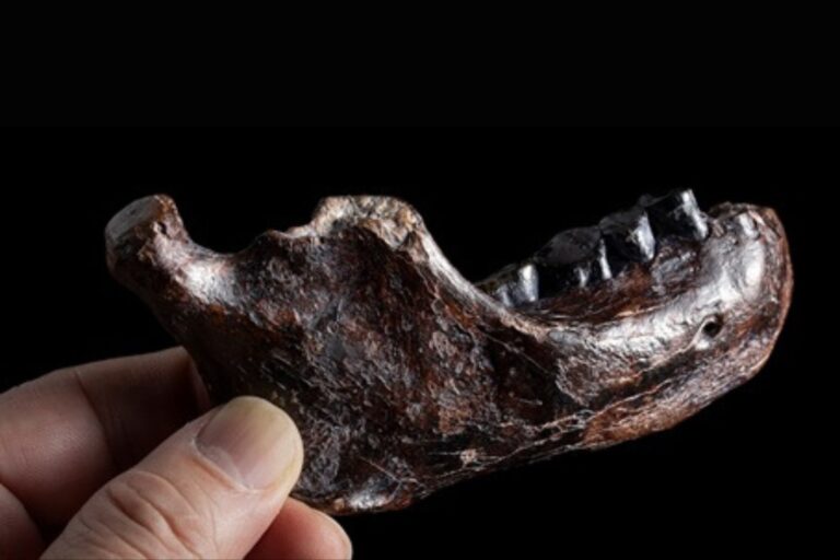 The mysterious jaw pulled from the sea is a rare fossil of elusive human relative