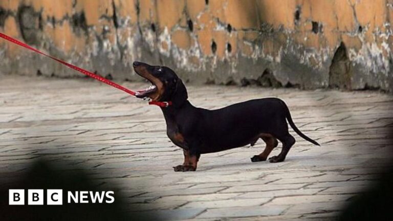 Why your dog can put you in prison
