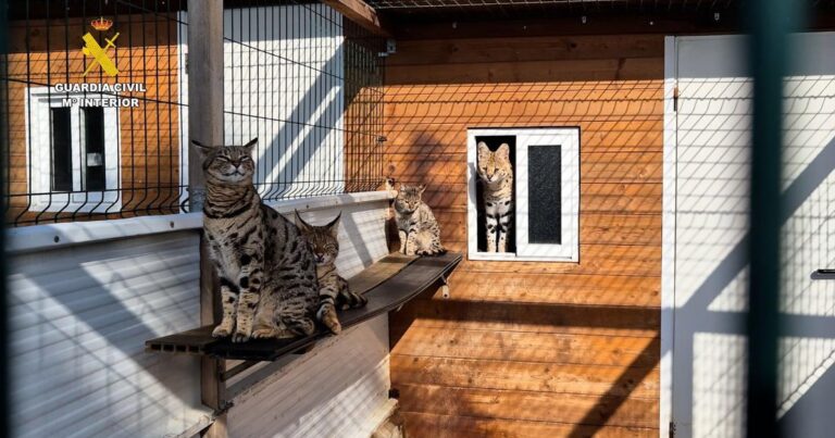 Couple was arrested for selling exotic cats, including protected species such as white tigers and pumbers