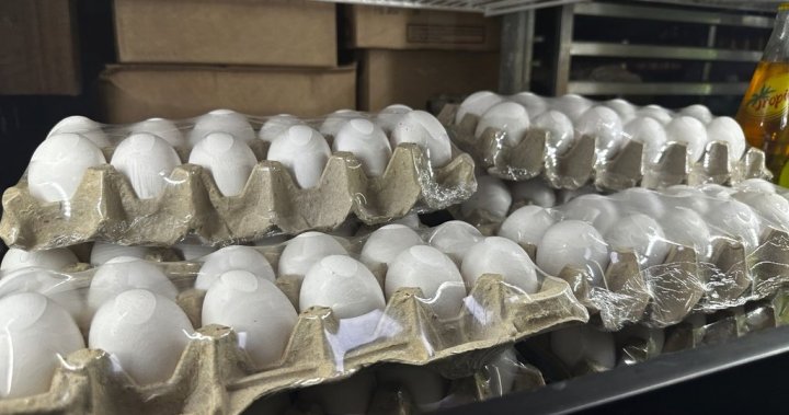 US egg imports designed to reduce US prices can now face Trump tariffs – national