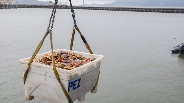 How will tariffs affect food prices, according to Professor of Agroeconomics