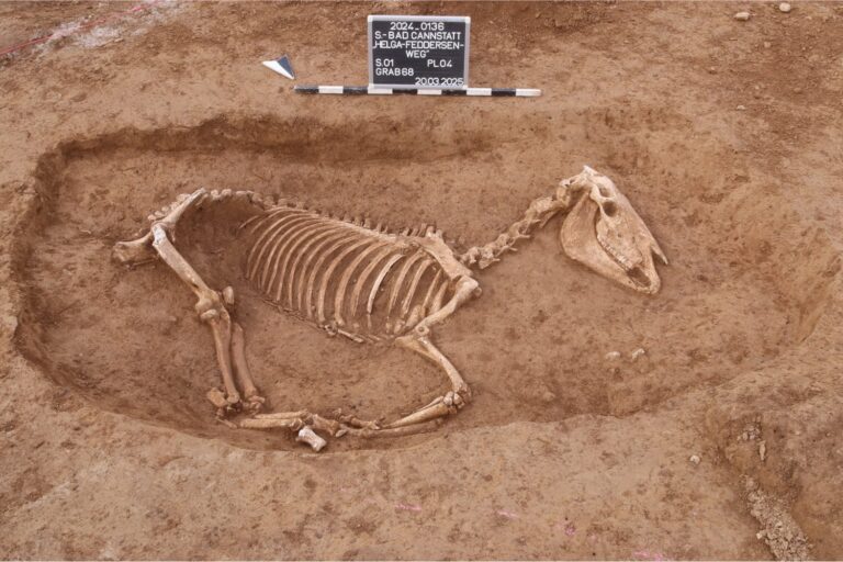 Archaeologists reveal a Roman horse cemetery with 100 skeletons