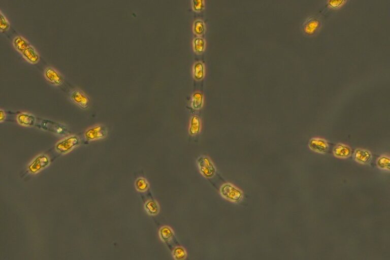 Buried for millennia, scientists coaches 7,000-year-old algae back to life