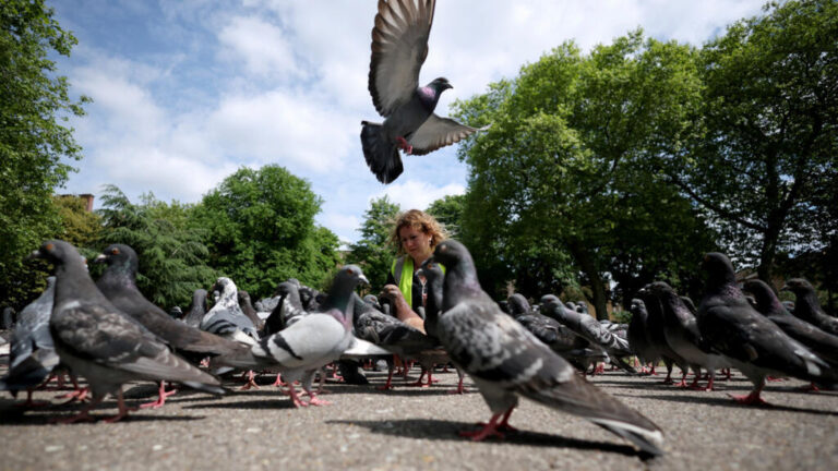 🌟 Bright side: Compassionate mission to save London’s pigeons