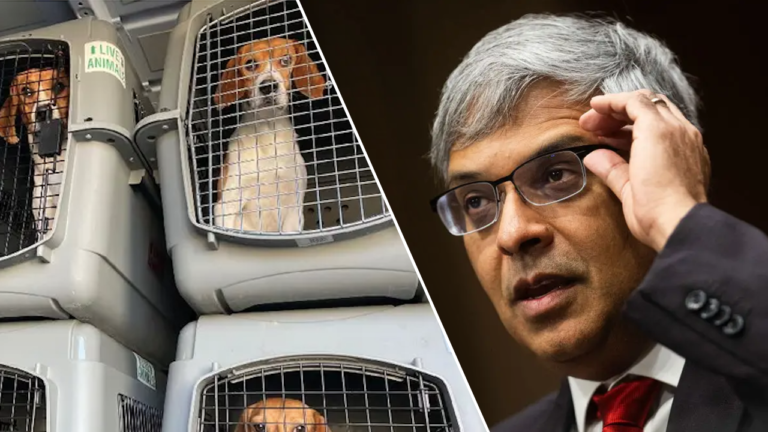 NIH closes the dog experience laboratories that kill thousands of beagles