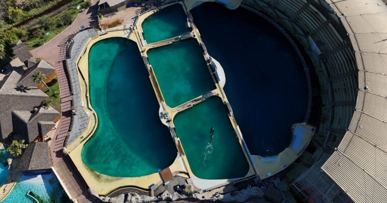 Video like Andlling in the algiye-infested pool, worldwide concerns for fate