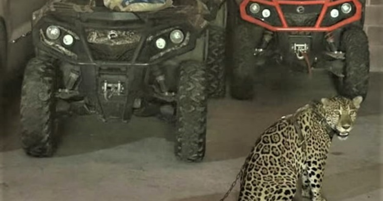 The United States releases the image of Jaguar, which is caught from the leader of a strong cartel while declaring new sanctions