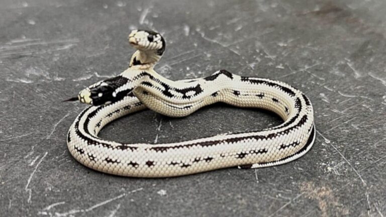 Get to know Angel/Zeke, a rare two -headed snake survived the chances