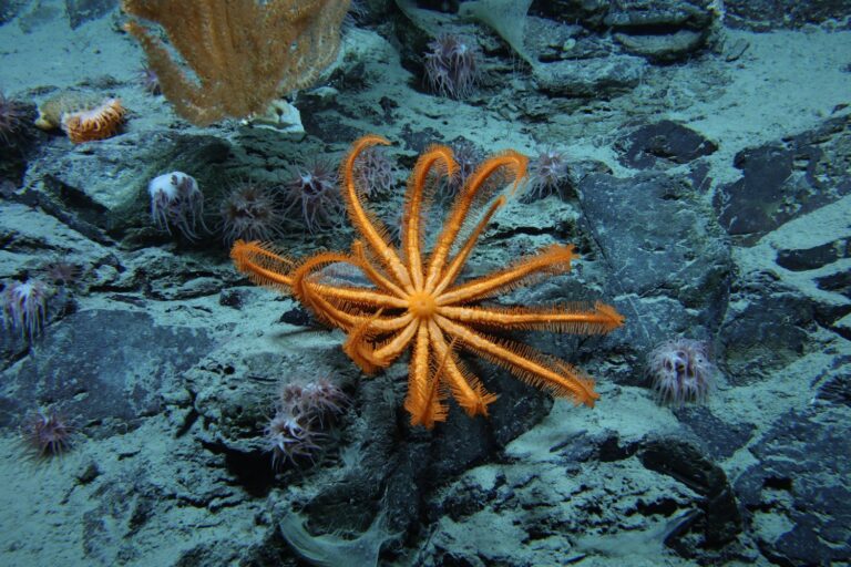 People have never seen 99.999% of the seafloor found that Trump green lights in deep -sea mining