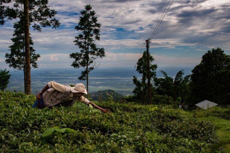 Alt Carbon estimates $ 12 million to scales carbon removal in India